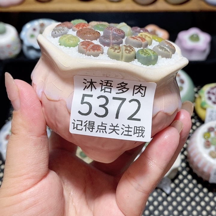 带盆土植物 一物一拍5372