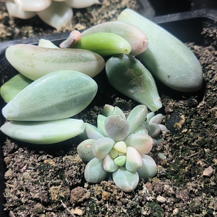 拉丝锦叶片多肉植物