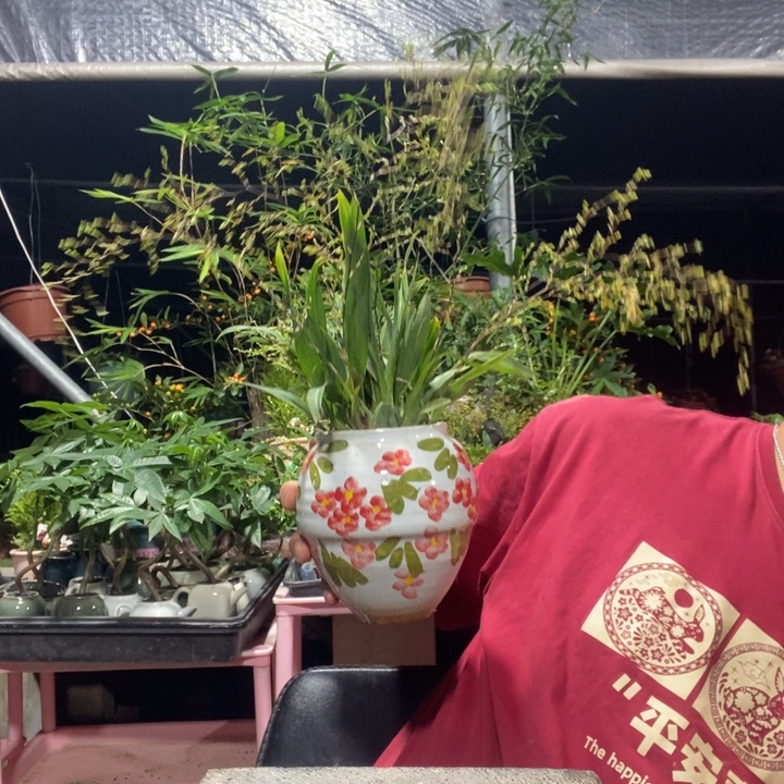 周***萍以实际为准盆景绿植盆栽17