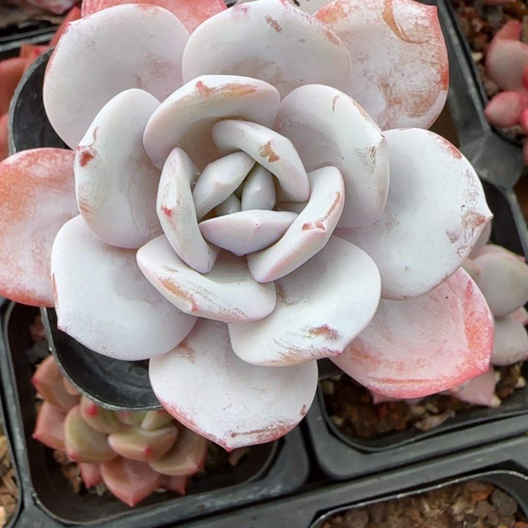 花语逸镜0127-132