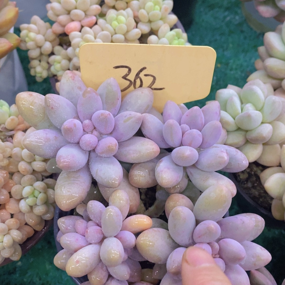 开心多肉，首播福利3