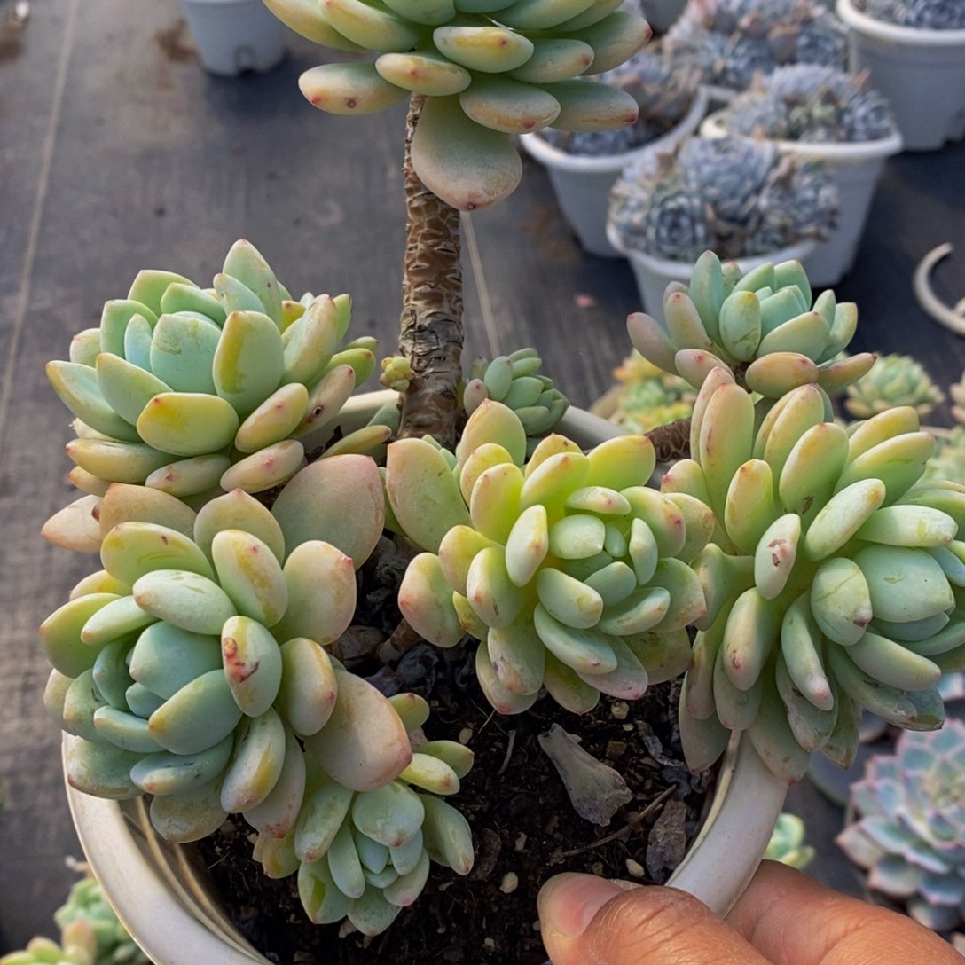 冷香整桩160杯多肉