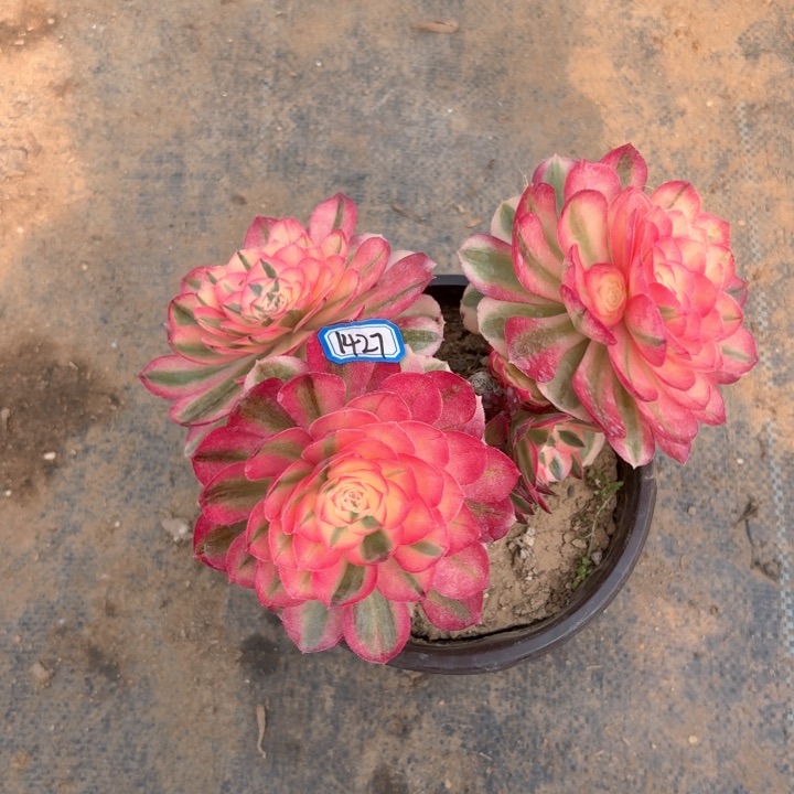 倾城丛林朵朵1427法师多肉