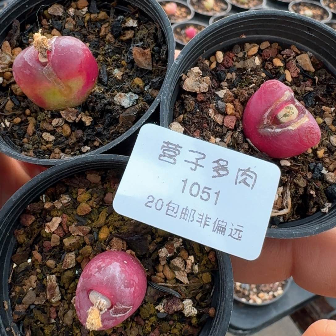 1051带盆土发货三颗
