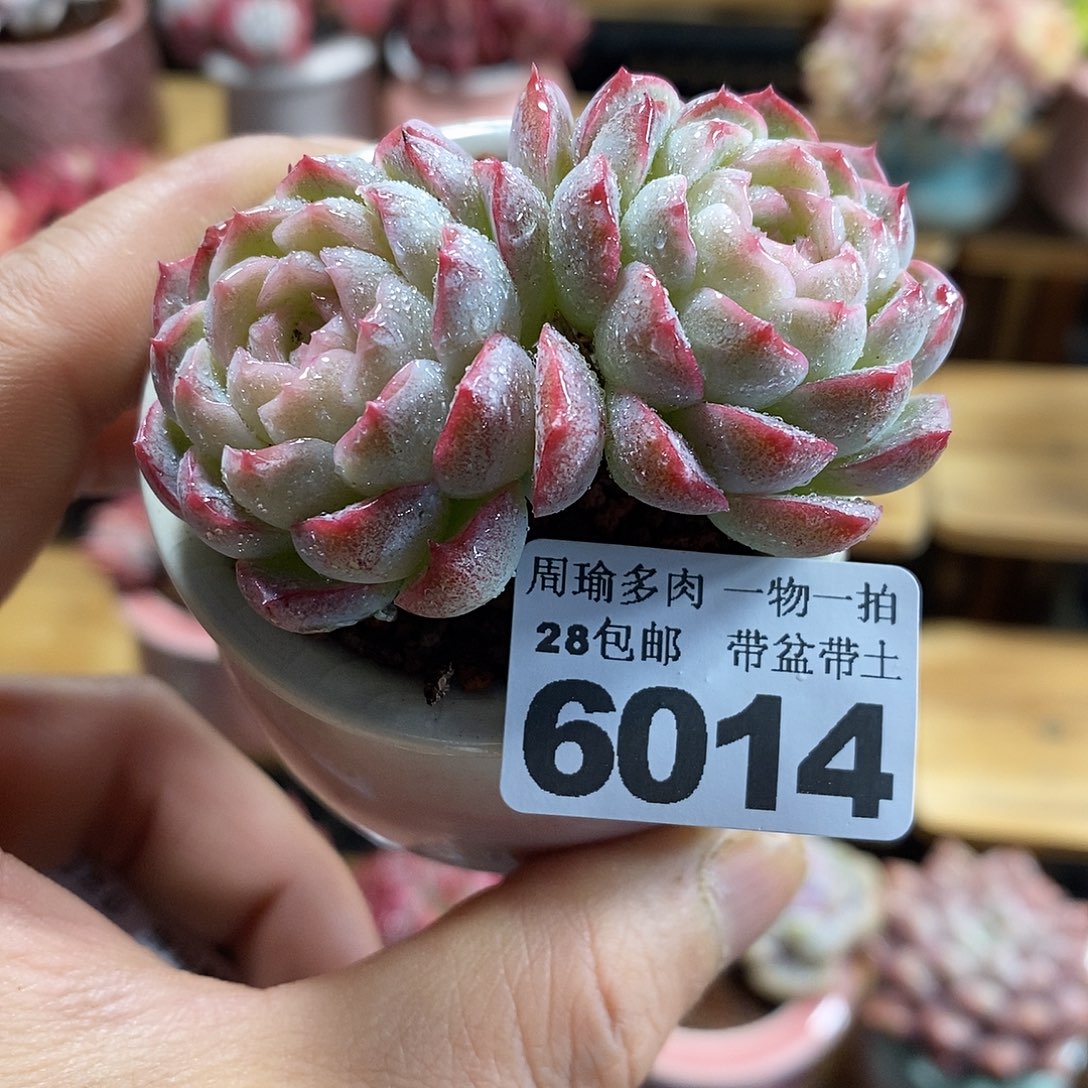 精控多肉植物6014