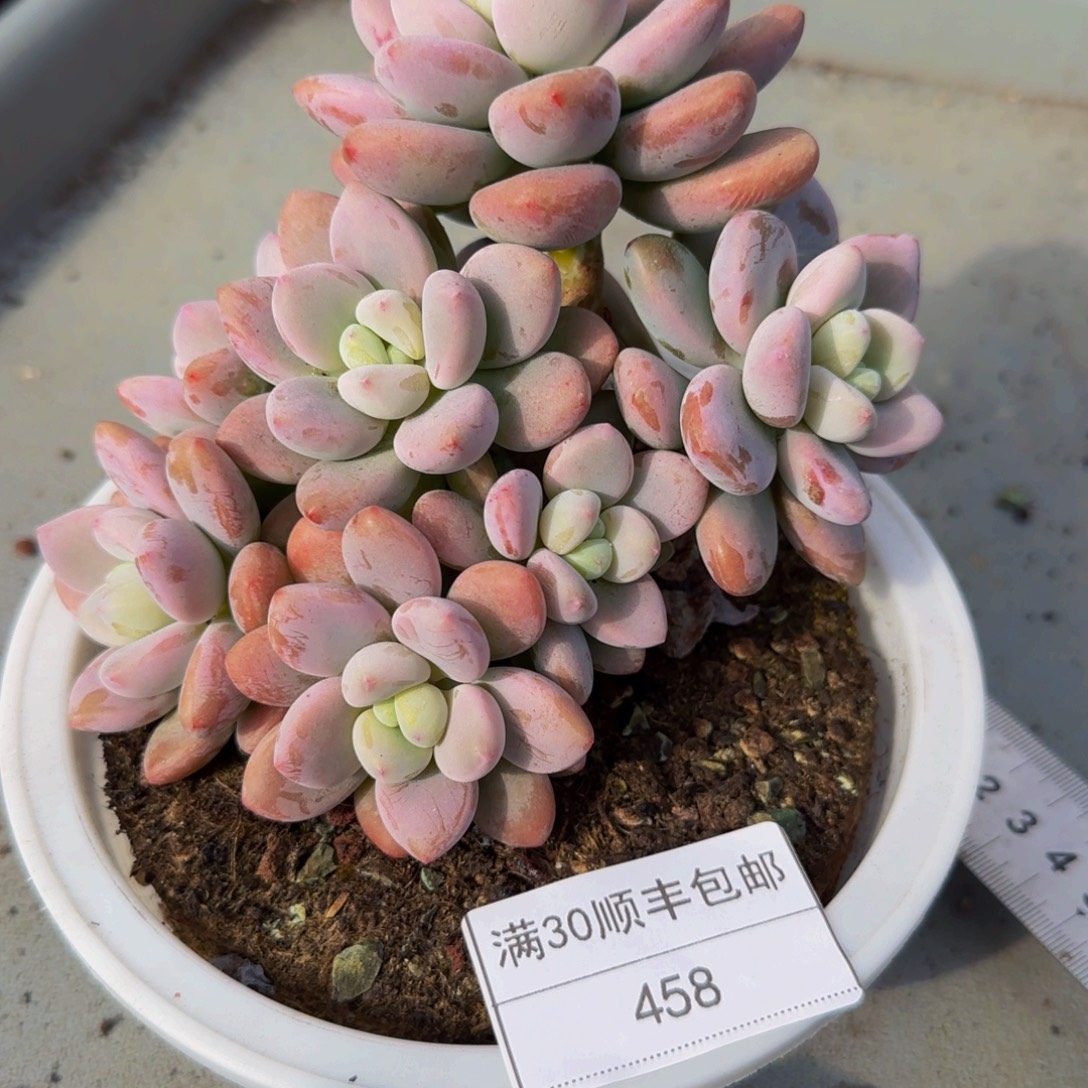 458红洛神多肉群生多头