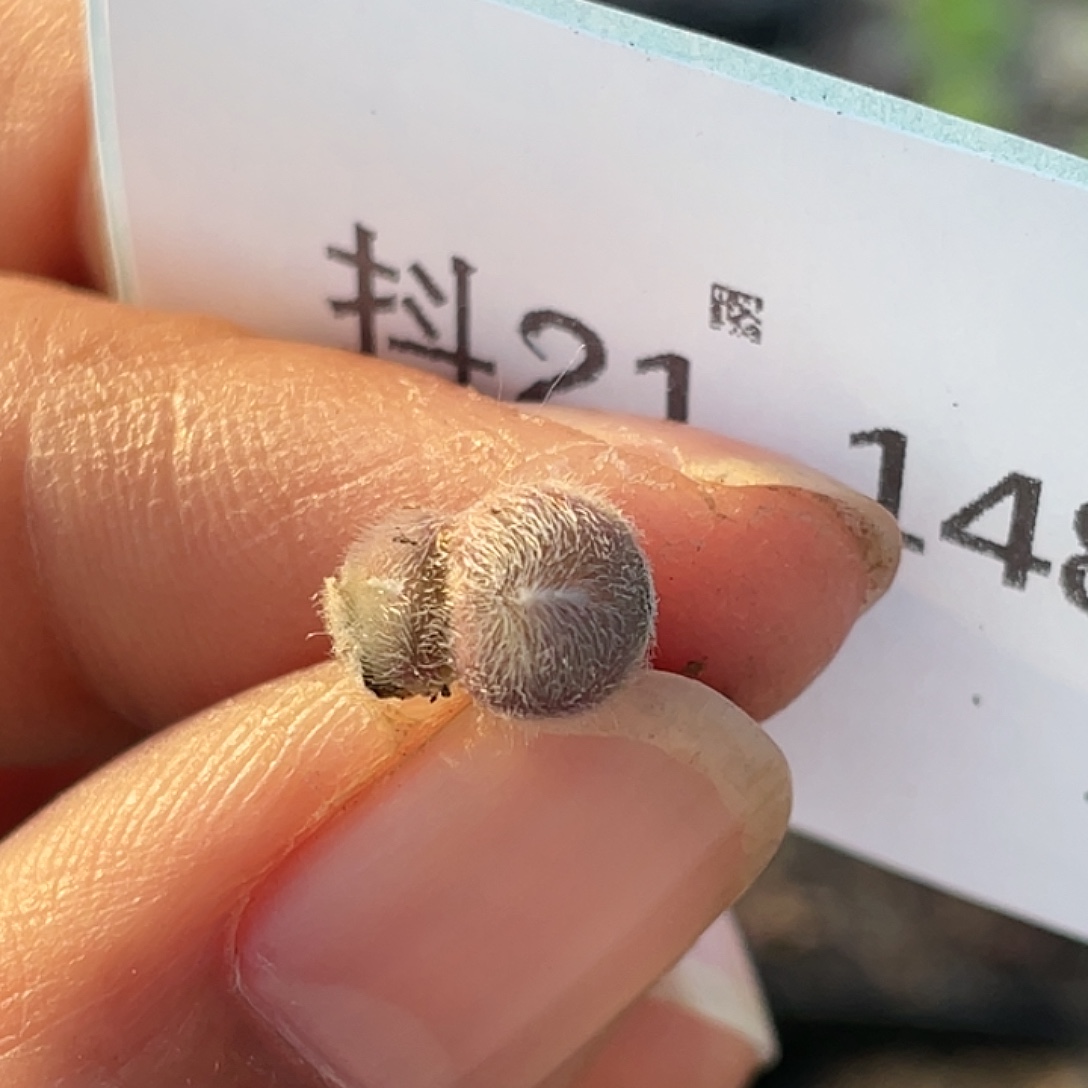 21-148毛球肉锥多肉植物
