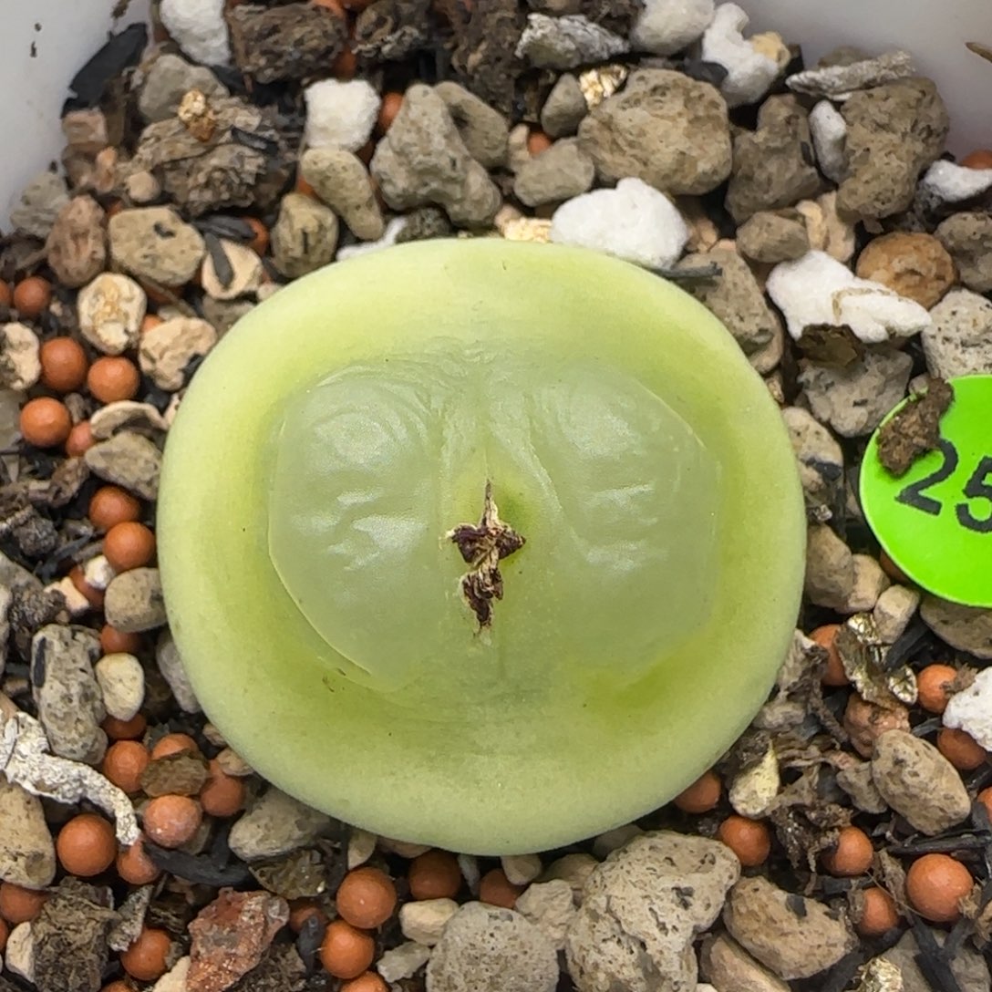 拉登2.8+多肉植物256