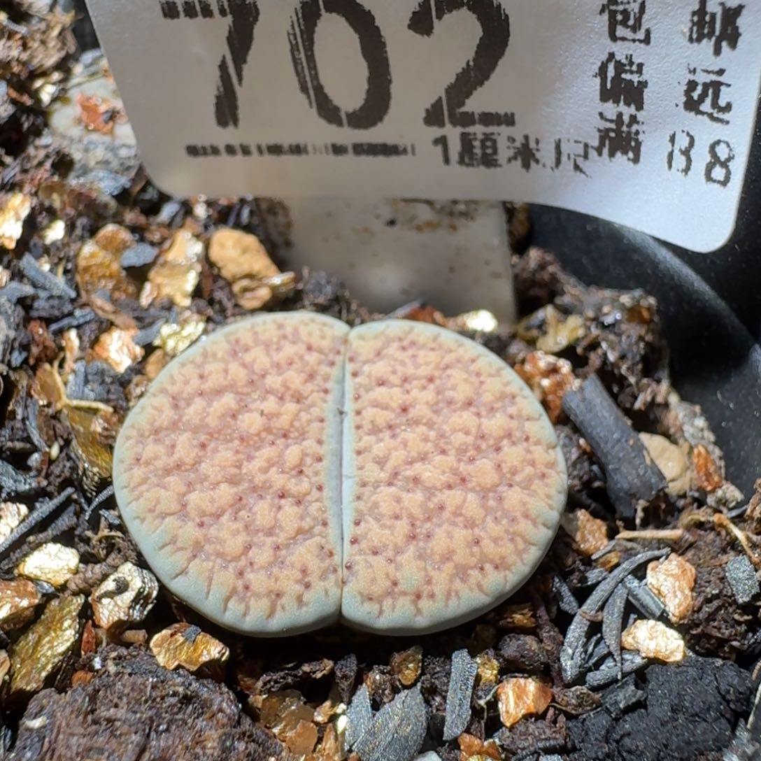 Sss清清清货了702