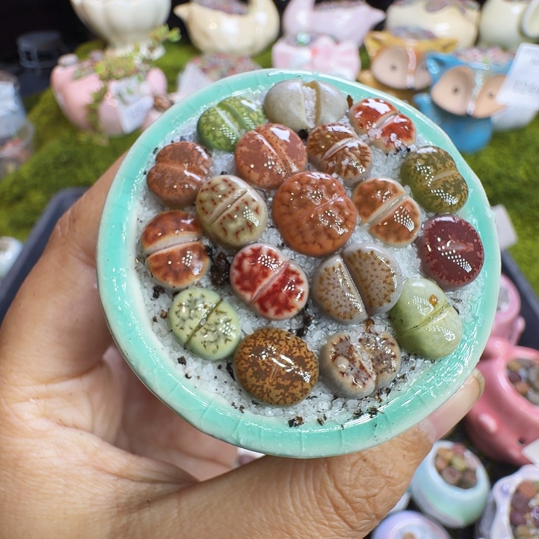 多肉植物福利冲1305