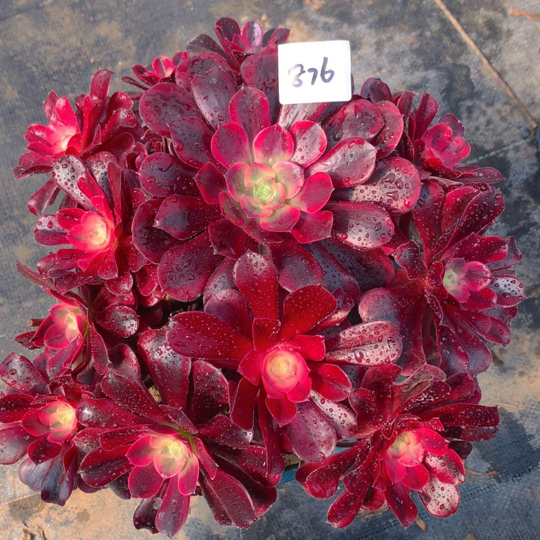 876美杜莎精品法师多肉