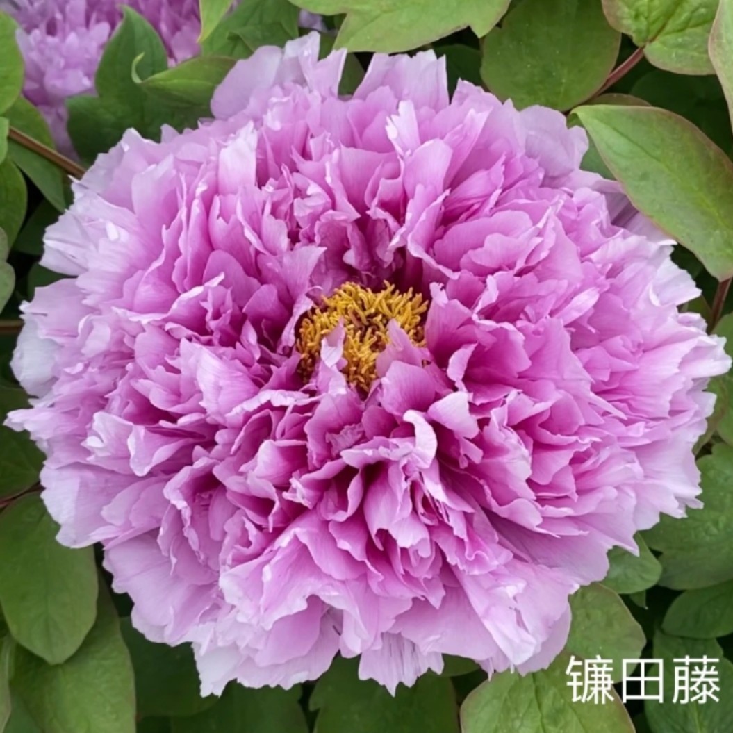 国峰牡丹 【廉田藤】先发肥料 秋季发苗