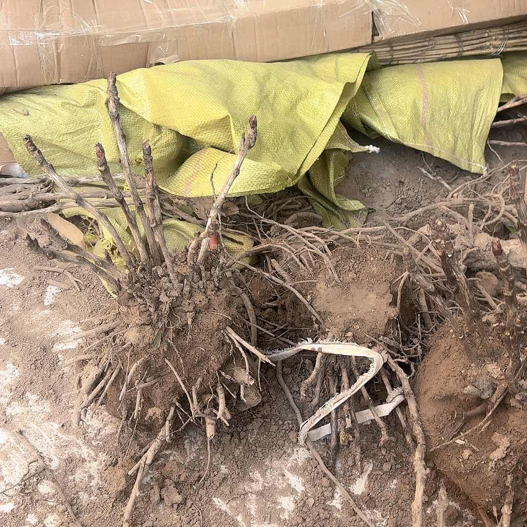 完全开放111111111111111