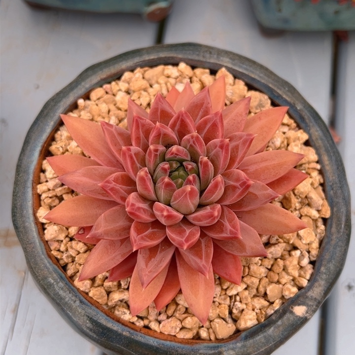 幻影美人 8公分 不带盆