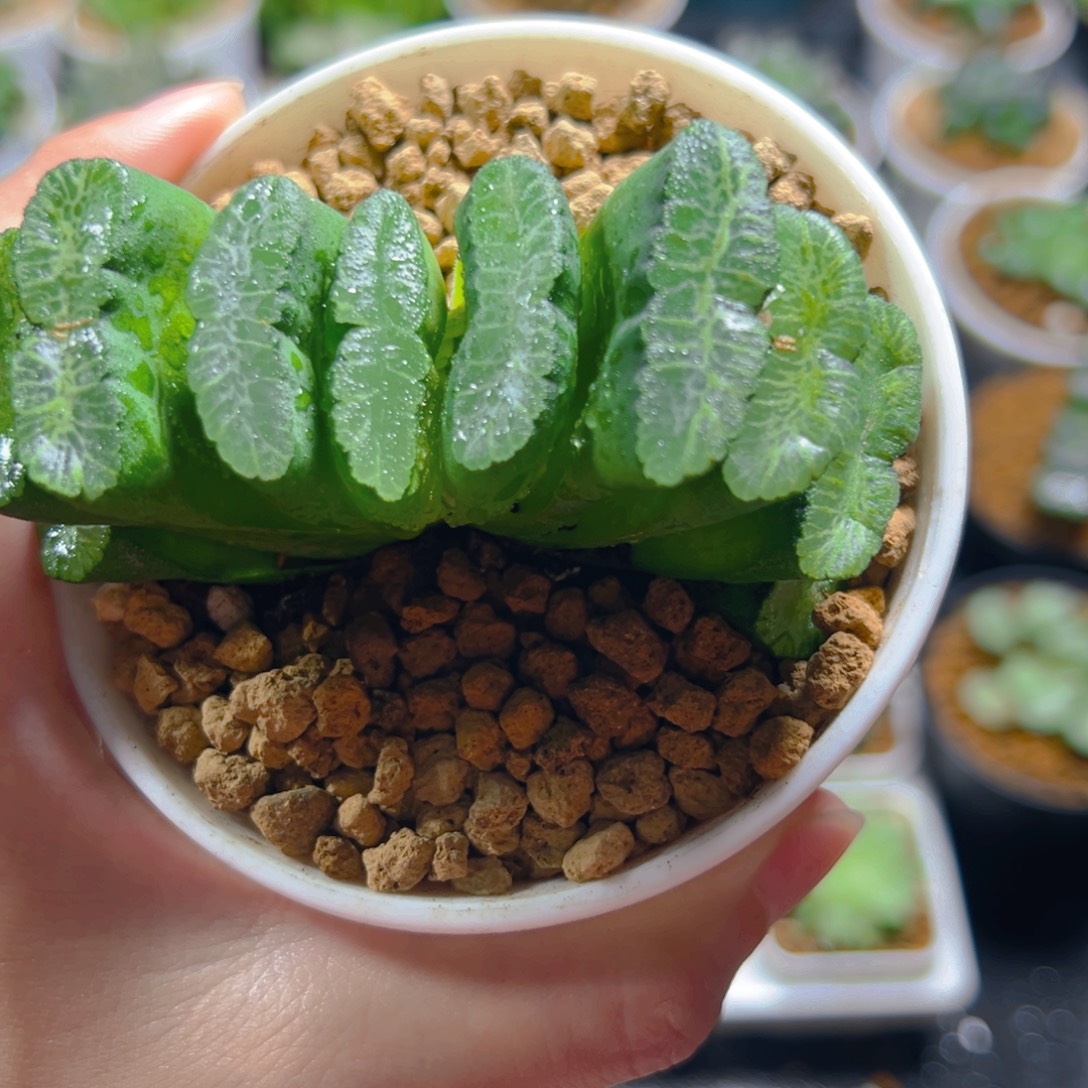 绿冰岛玉扇多肉多肉多肉