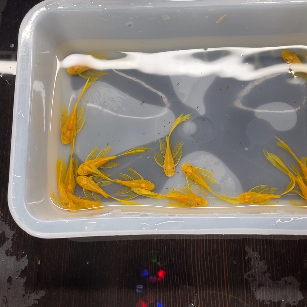 清道夫鱼中号帆16条开箱视频报损