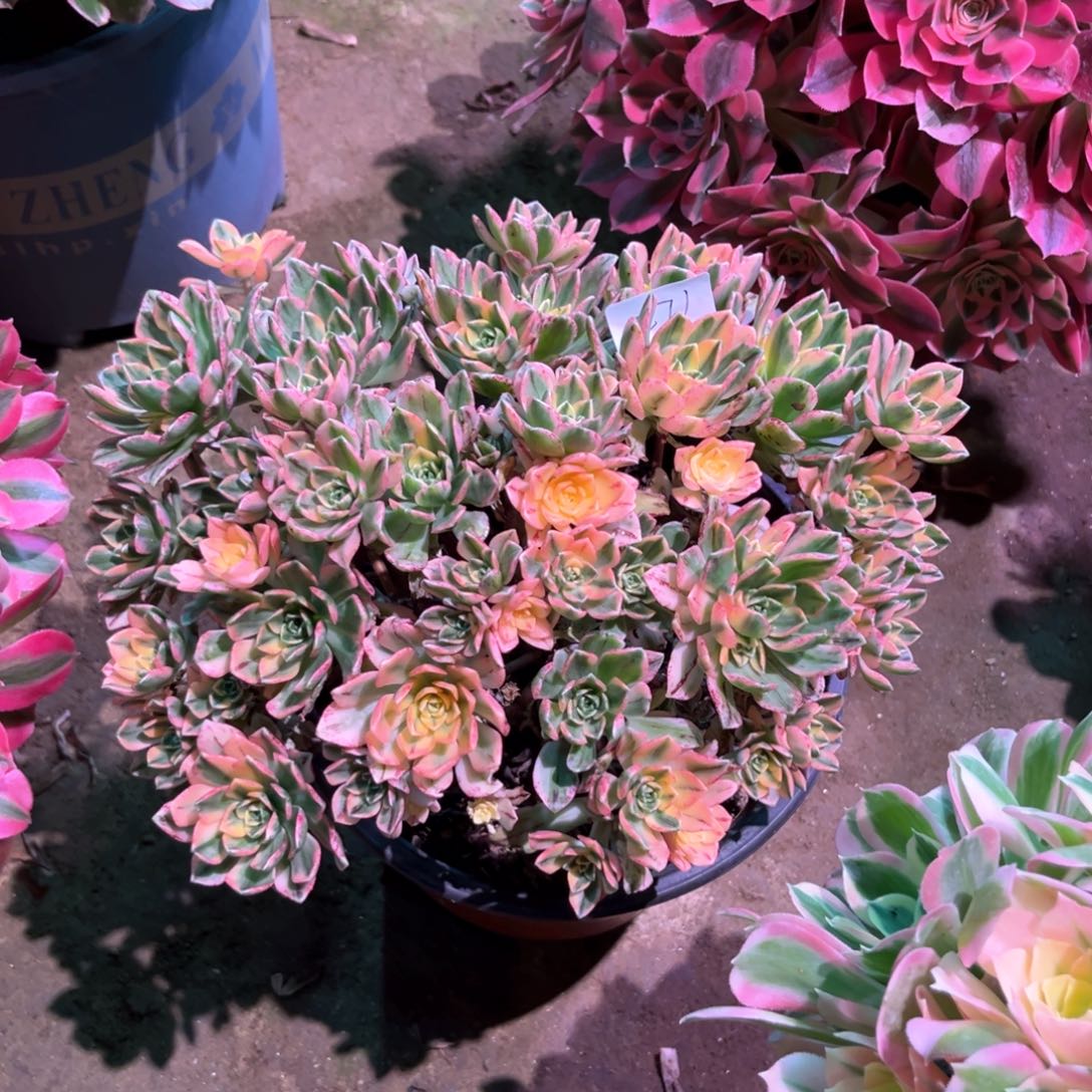 多肉植物甜茶271