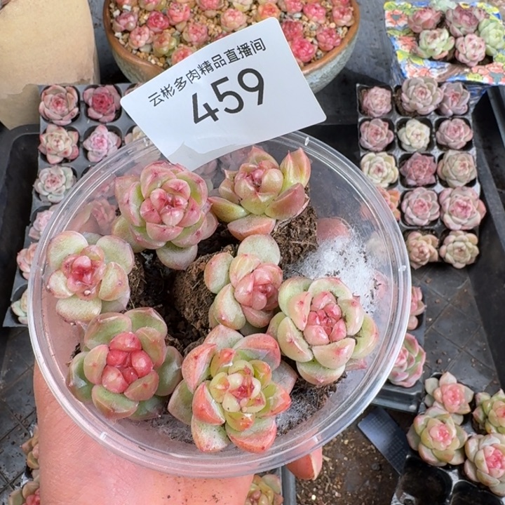 张****459。              