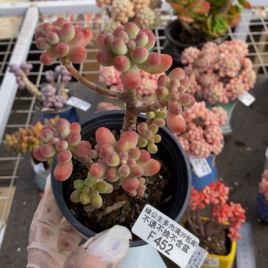 派大星452/8cm多肉