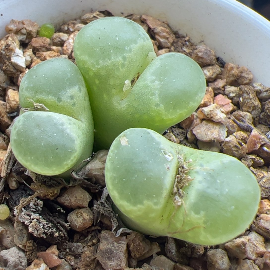 大家过年好22335