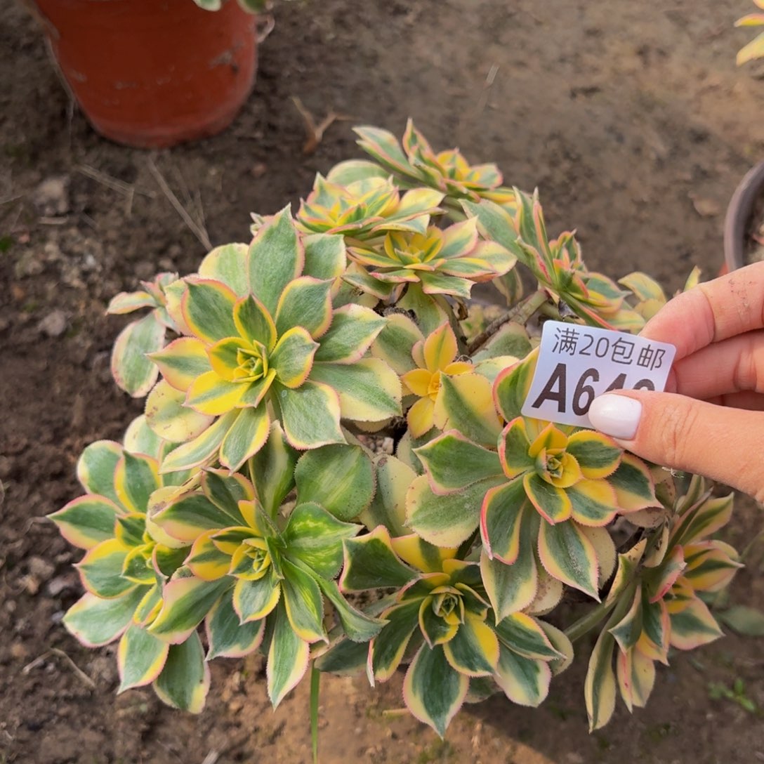 646多肉植物捧花的时候