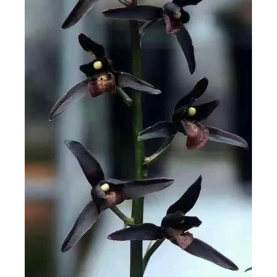 【埃及艳后】秋榜名品 老种2苗 花开浓香 阳台好养 对版兰花墨兰