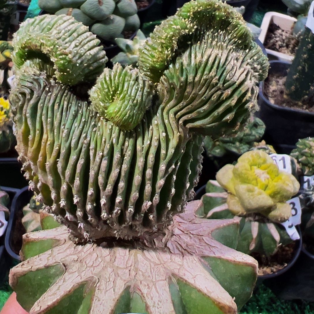 无花朵福利米奇薄叶花龙缀化374