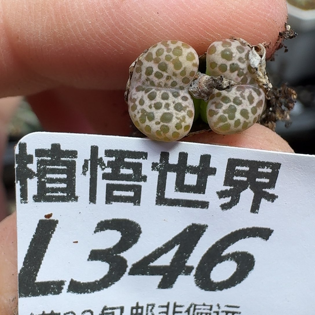 多肉植物的润泽fgb