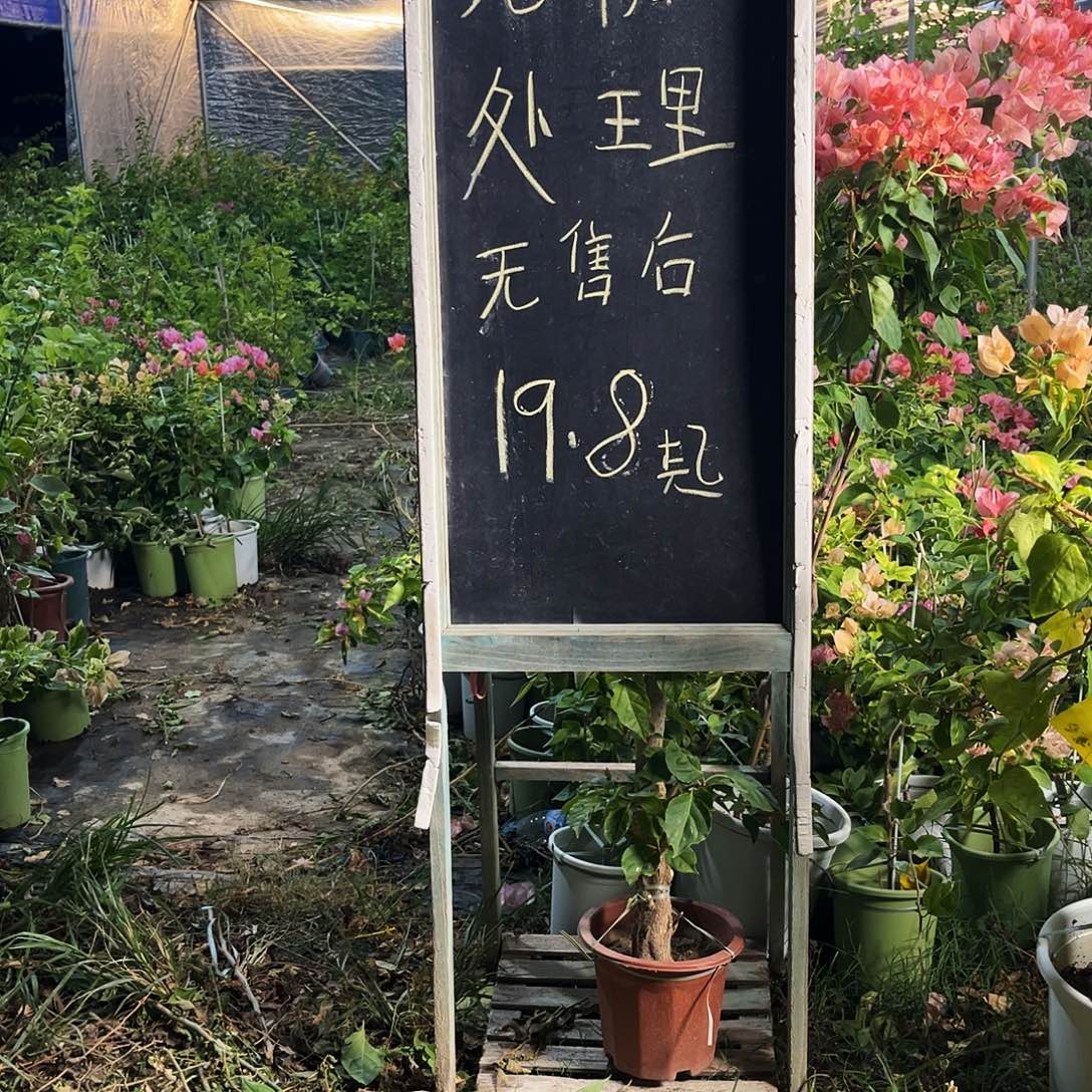 完全开放三角梅三角梅1065