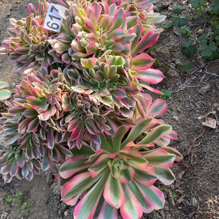 617号30厘米左右粉女巫缀