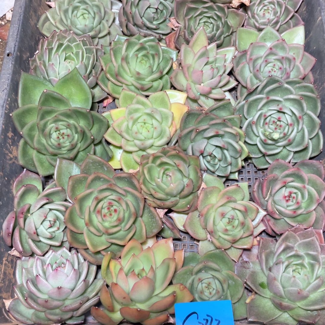 一筐特价福利不售后2772