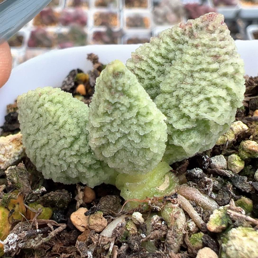 带桩实生新品多肉植物水泡