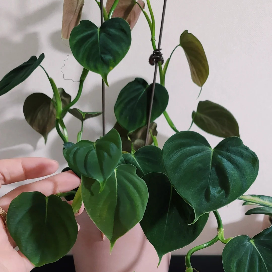 心叶蔓绿绒盆栽网红稀有大叶荧光观叶植物四季常青室内盆栽