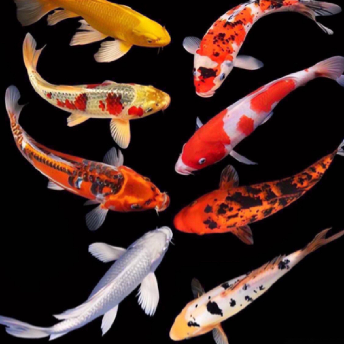 锦鲤 挑鱼专用 17-20厘米 4条 观赏鱼活鱼养殖混养