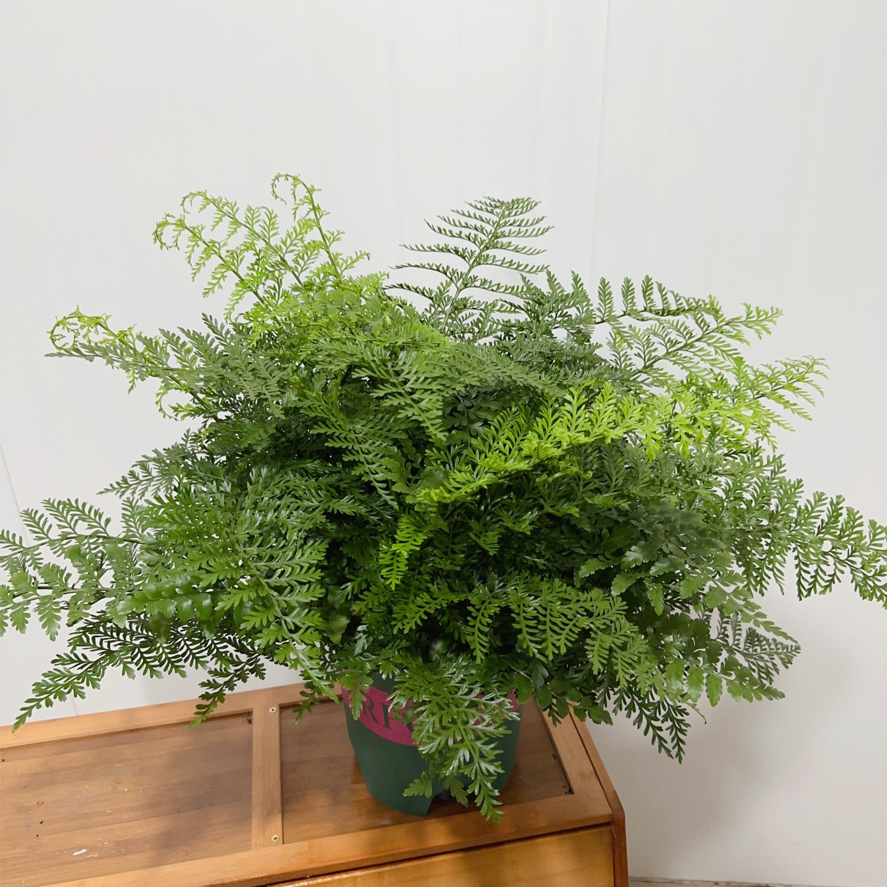 【稀缺超大吉姆蕨】蕨类植物办公室内桌面好养净化空气绿植