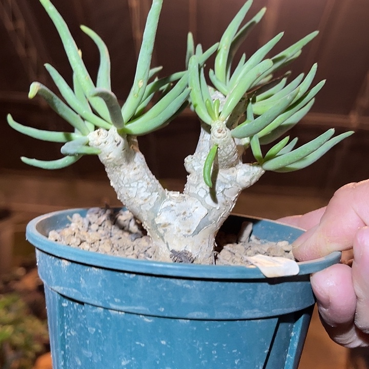 满38包邮2天凑单，脱土晾根发货多肉植物万物想奇峰锦