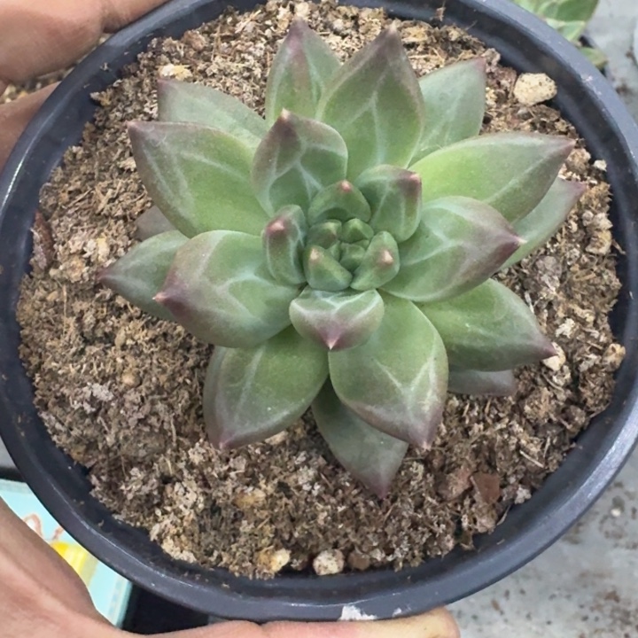 美人杂交 一物一拍