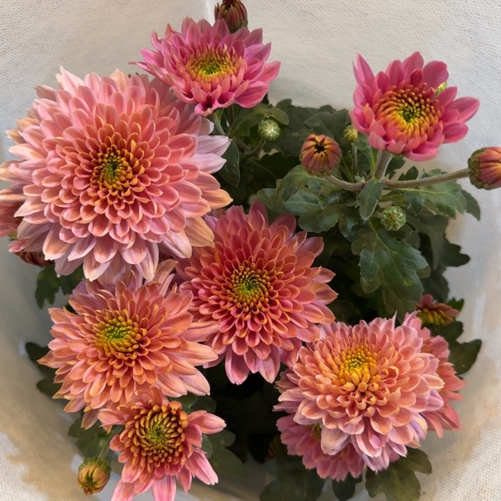 新品冰粉小菊盆栽