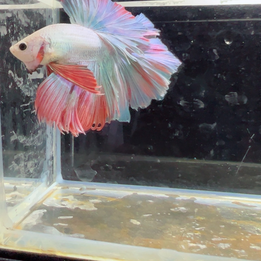 斗鱼浅色特殊尾hhhh