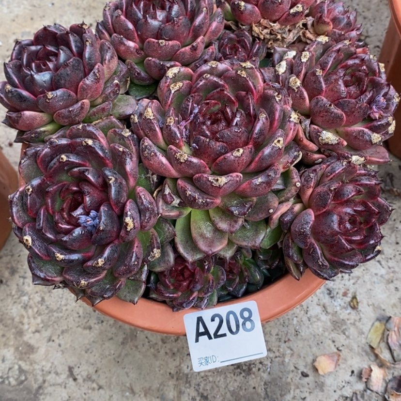 【闪购商品】牛*果多肉植物