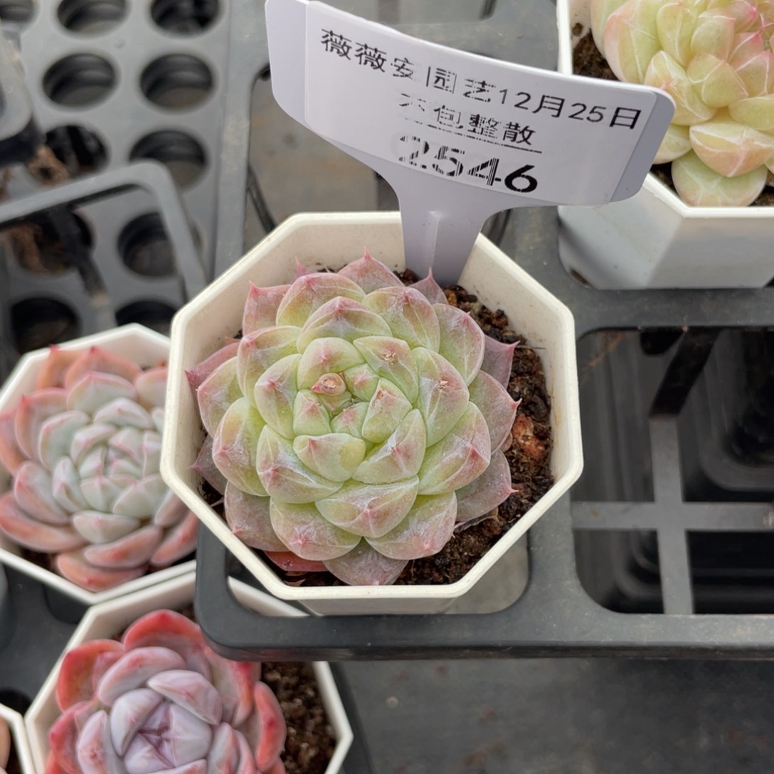 不包整散 盆子不售后2546