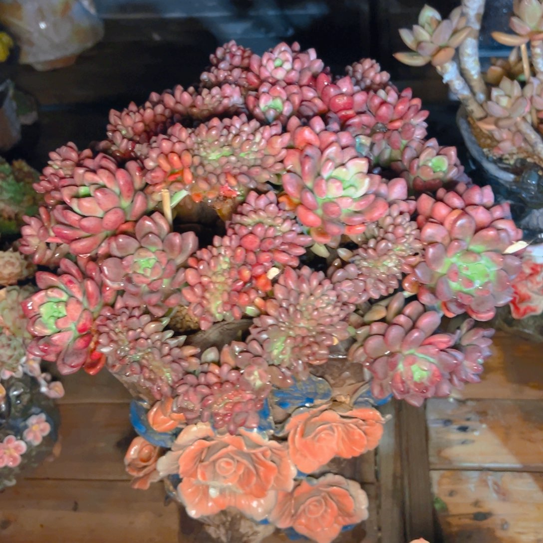 牛***哥多肉植物保护研究所所长