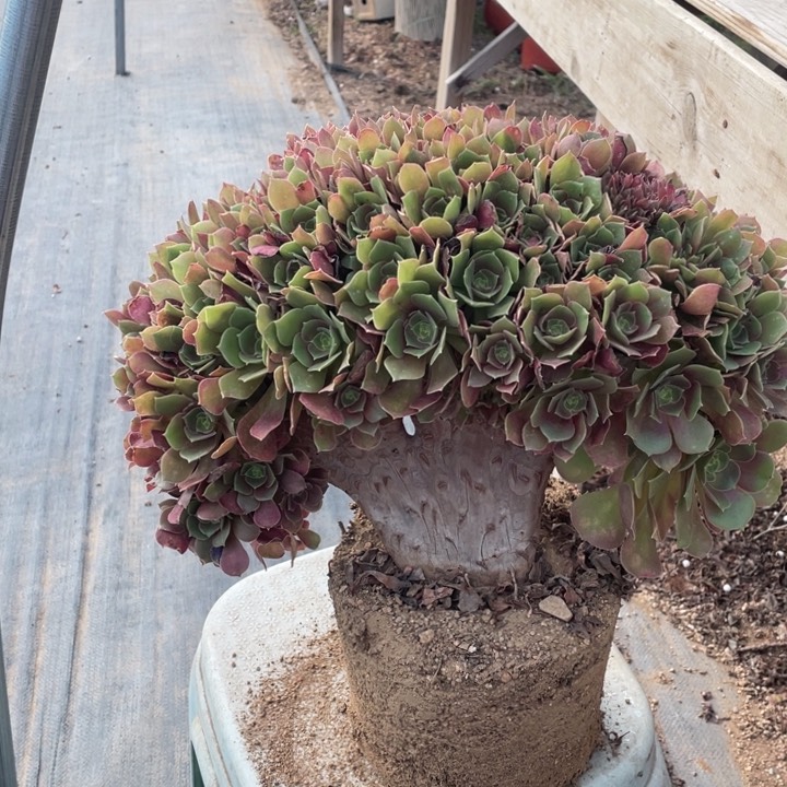 多肉的大肉都要有吧呜呜啊