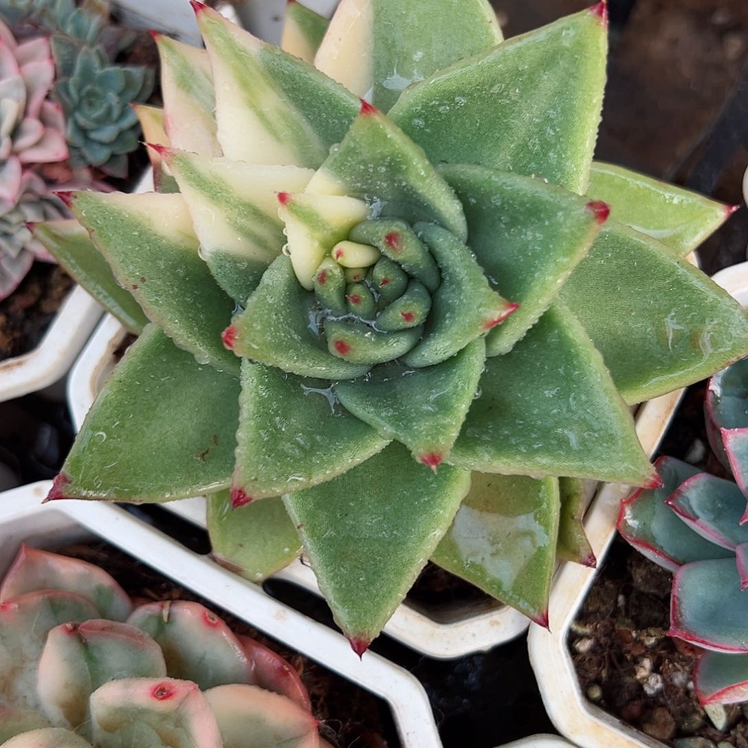 东云锦，多肉植物