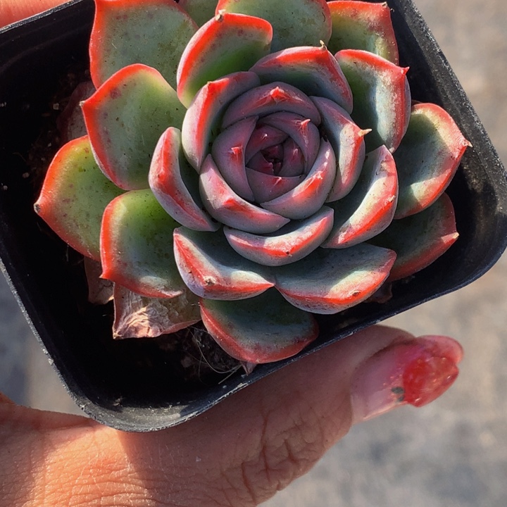 侧影  颗 （满9.99包邮不满9.99发叶子）