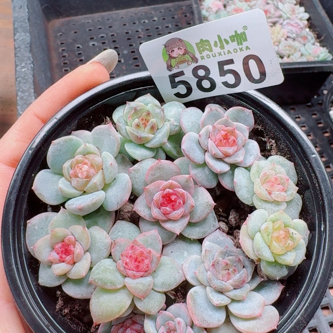 多肉植物多肉植物