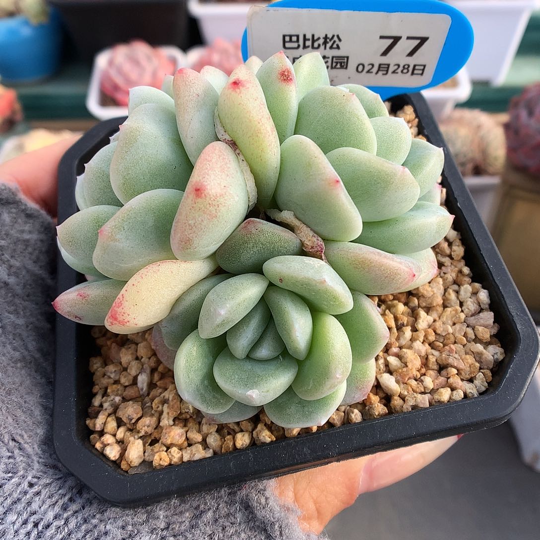 77三头冰玉石化多肉植物