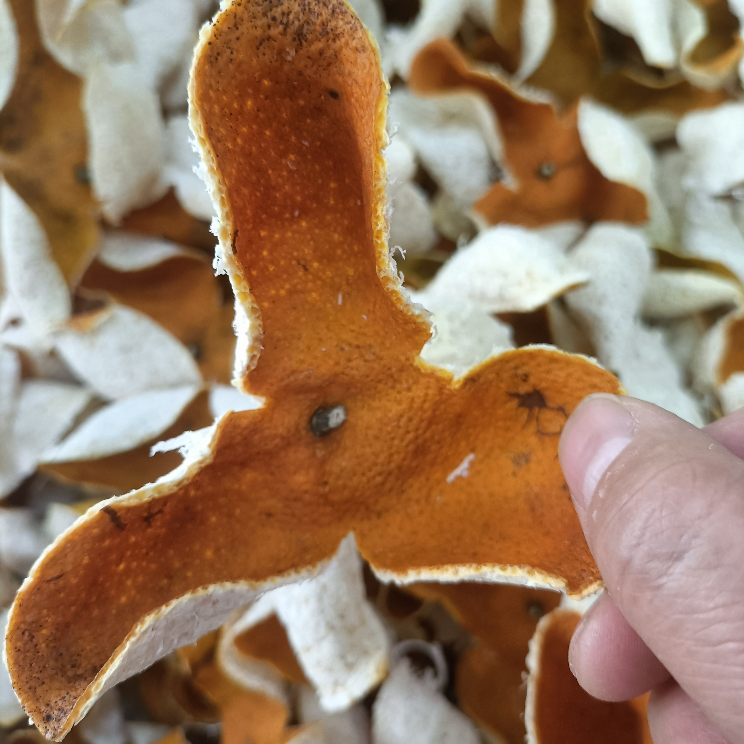 东甲圈枝冬后大红皮产地直发顺丰包邮