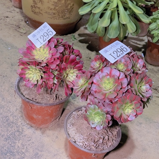 295红铜白296安娜 多肉植物