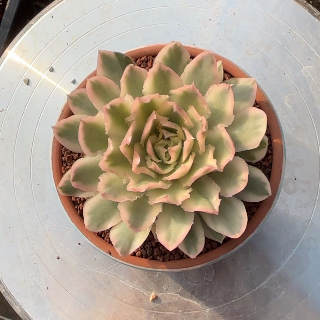 紫蝴蝶锦一物一拍